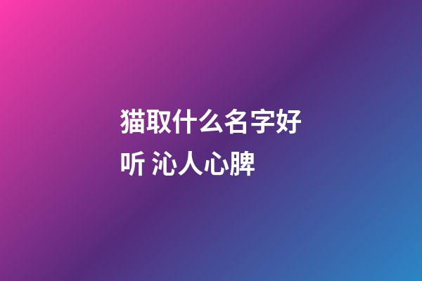 猫取什么名字好听 沁人心脾